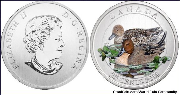 Canada, 25 cents, 2014  Ducks of Canada series, Pintail Duck, coloured coin
