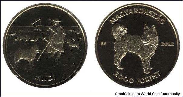 Hungary, 2000 forint, 2022, Cu-Ni-Zn, 16g, 34mm, Hungarian dog breed Mudi.