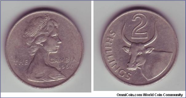 The Gambia - 2 Shillings - 1966

Design showing an oxen or bull.  This coin is the same size as the UK Florin (Two Shillings) coin.

This design is still used on the 50 Bututs coin