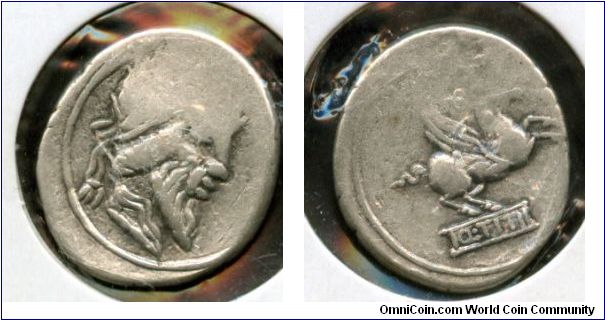 90bc
Family Titia 
Denarius
Head of Mutinus Titinus (Priapus) 
right, wearing winged diadem 
Pegasus springing right
Q.TITI in exergue