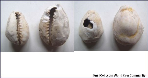 2pcs High grade Nature shell coin variety A,Shang Dynasty,it has 16mm and 20mm diameter,weight 0.8g and 1.3g.